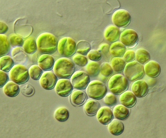 The Science of Chlorella Algae: Powering OxyHarvest for a Sustainable Future